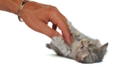 Little kitten who loves caress clipart