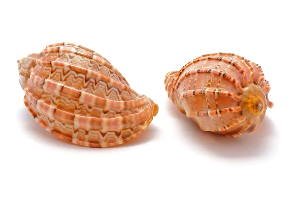 stock image Two cockleshells