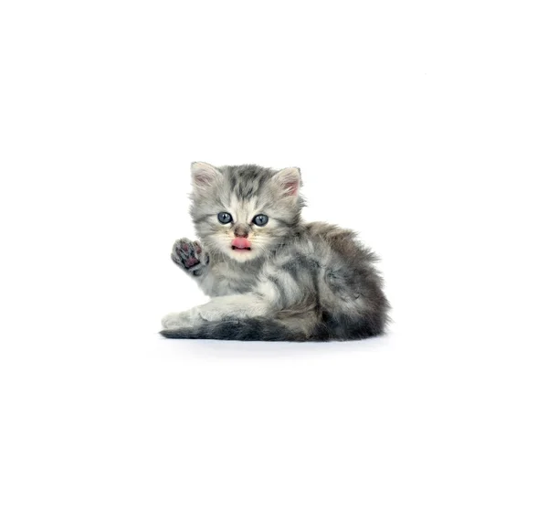 Котёнок 2 — стоковое фото