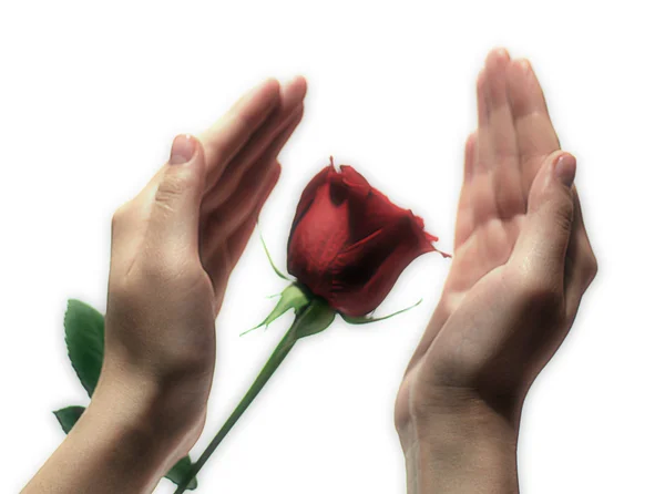 Hand och rose — Stockfoto