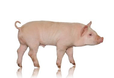 Pig clipart