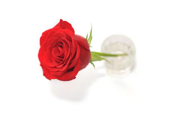 Róża w szklance — Zdjęcie stockowe