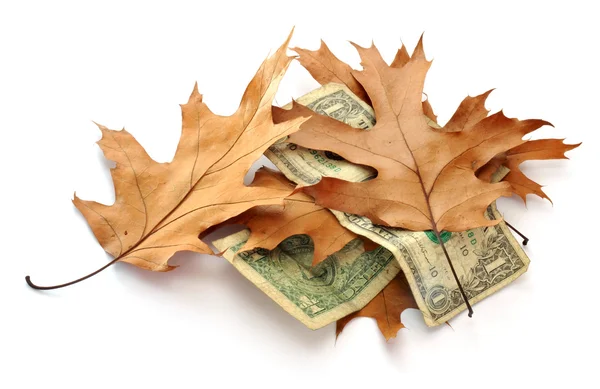 Dólares e folhas — Fotografia de Stock