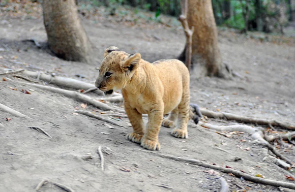 stock image Young lion