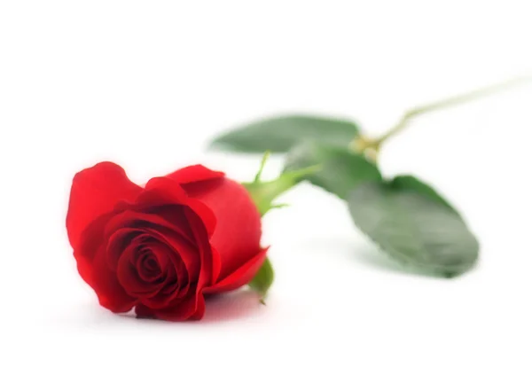 Rose Royalty Free Stock Images