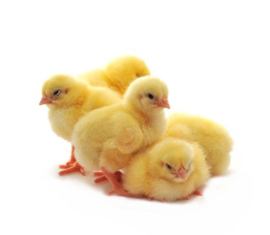 Five chickens clipart