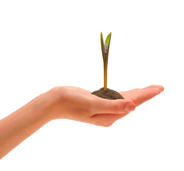 Hand and sprout — Stock Photo, Image