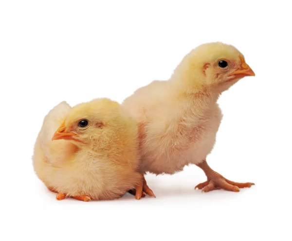ไก่สองตัว — ภาพถ่ายสต็อก