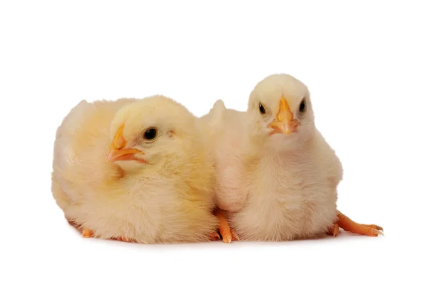Zwei Hühner — Stockfoto