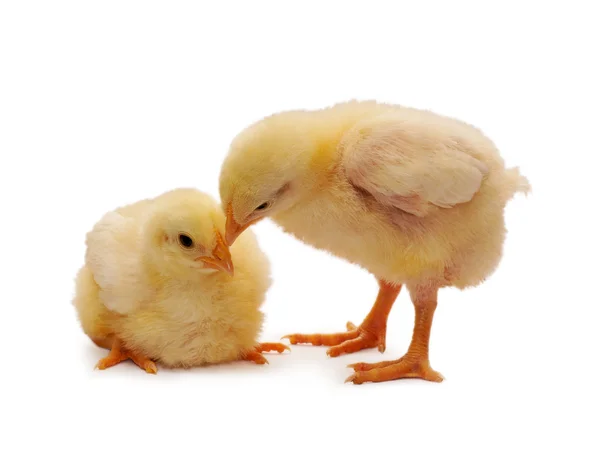 Dwa kurczaki — Zdjęcie stockowe