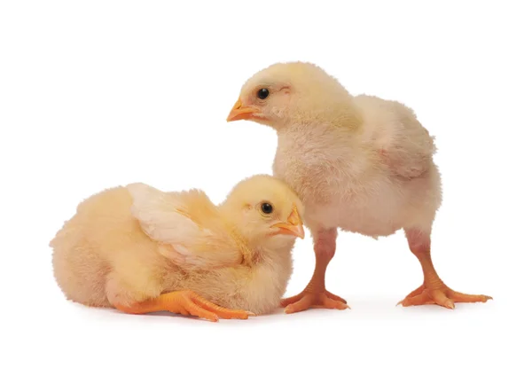 2 닭 — 스톡 사진