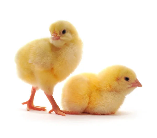 Två gula kycklingar — Stockfoto