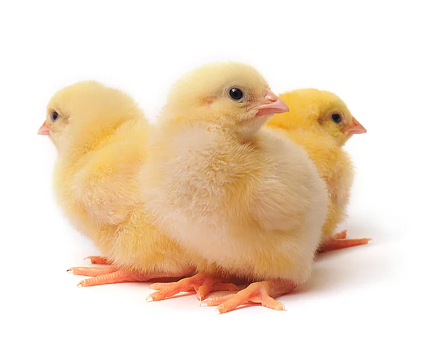 Drei Hühner — Stockfoto