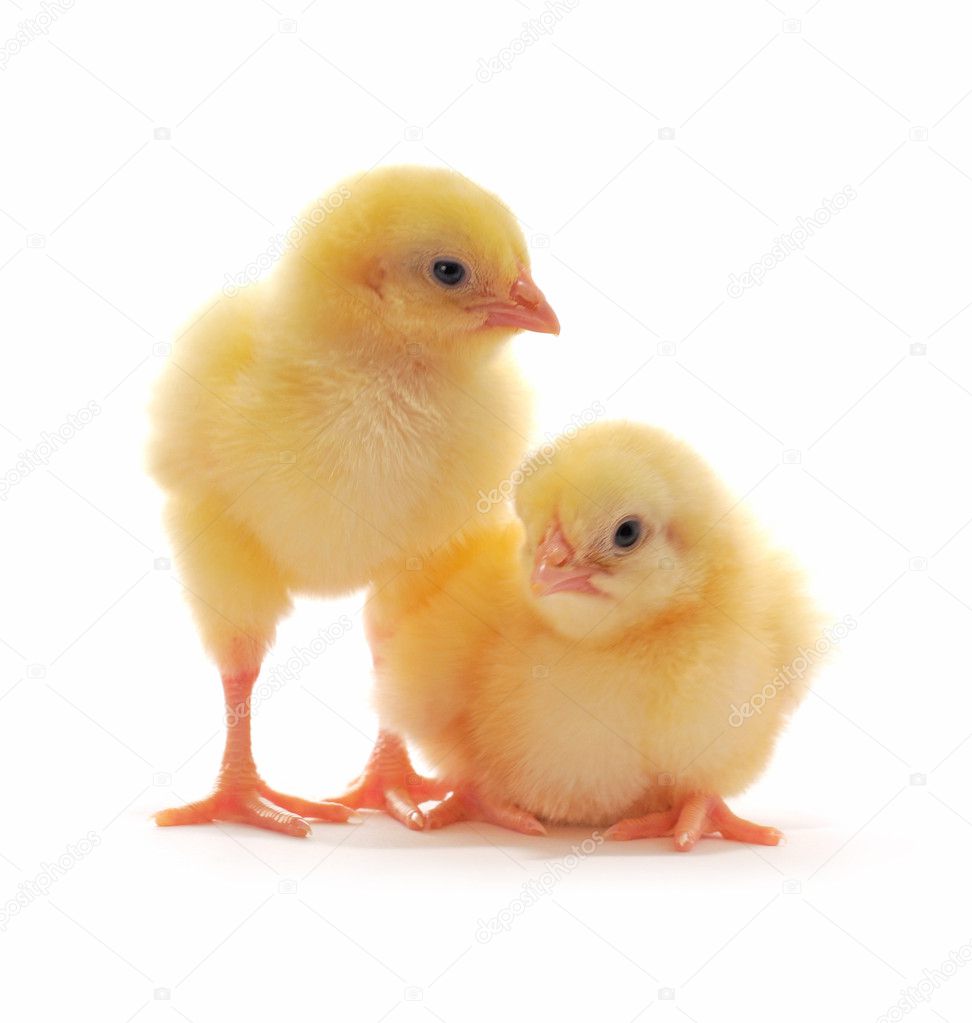 Two yellow chickens