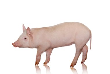 Pig clipart