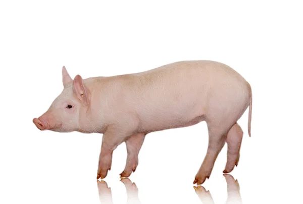 Cerdo — Foto de Stock