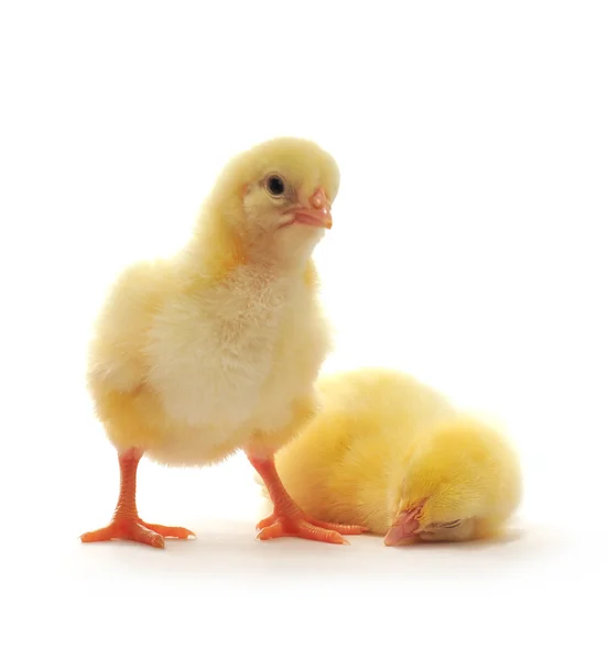 Duas galinhas amarelas — Fotografia de Stock