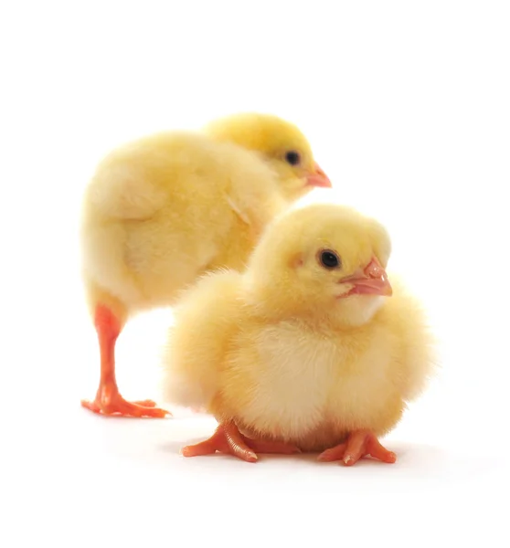 Две жёлтые курицы — стоковое фото