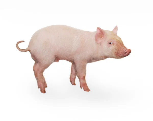 Свинья — стоковое фото