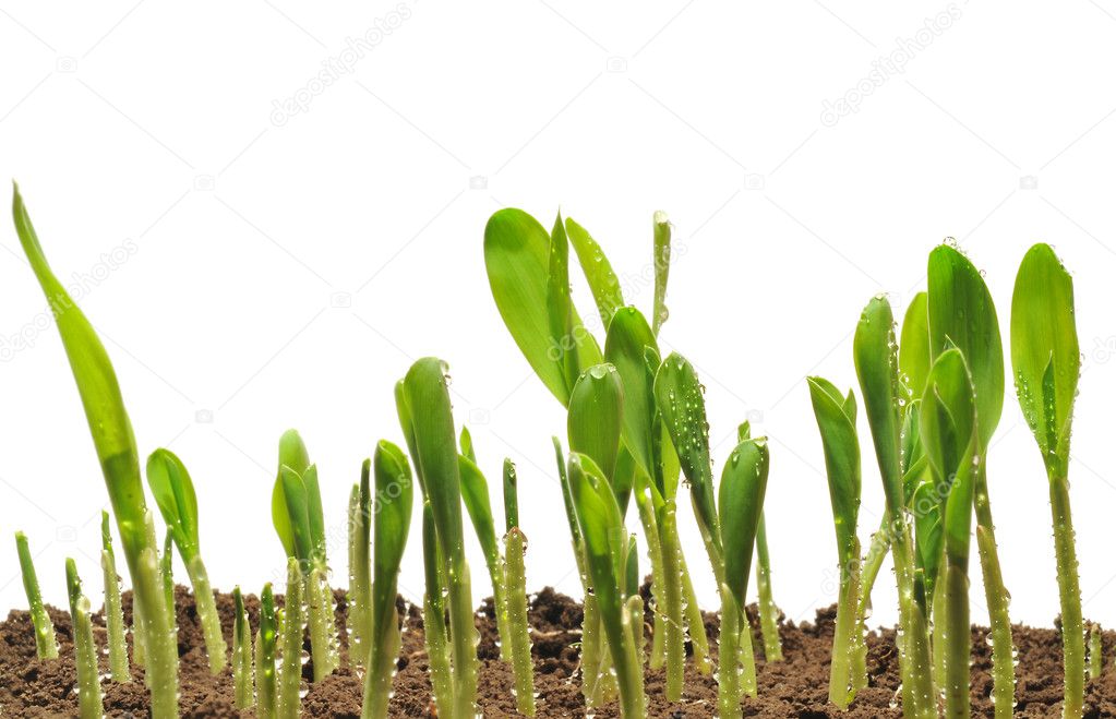 Corn sprouts