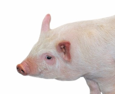 Pig clipart