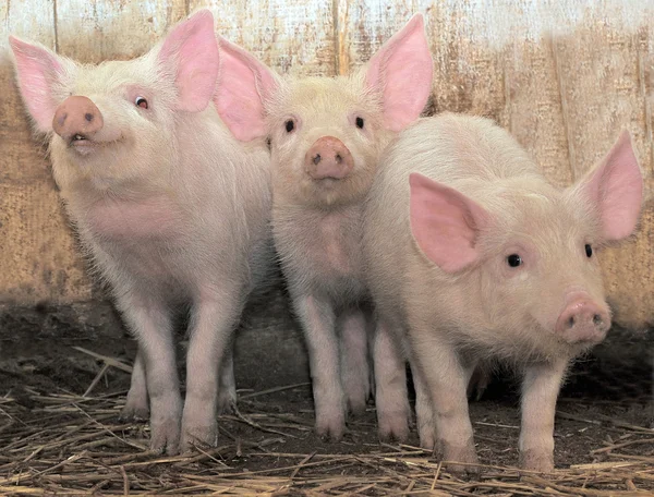 Tres cerdos —  Fotos de Stock