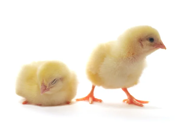 Zwei gelbe Hühner — Stockfoto