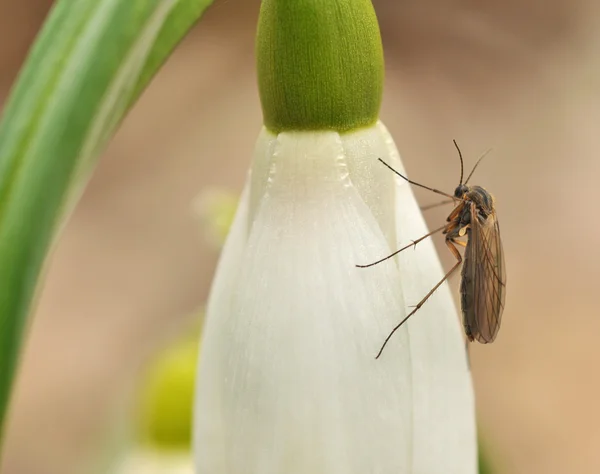 Mücke und Blume — Stockfoto