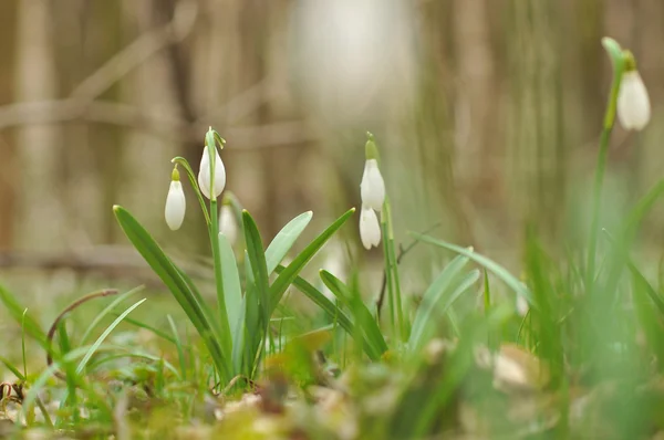 stock image Snowdrops