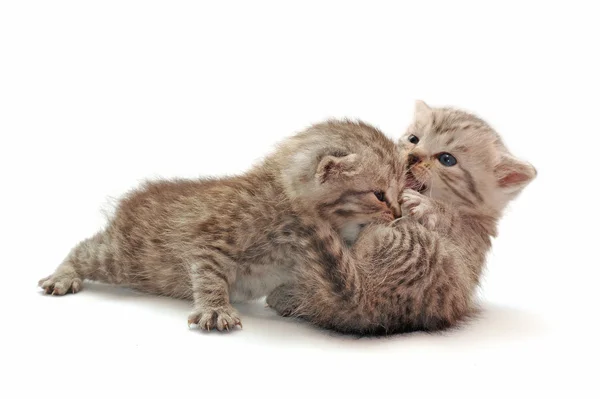Dvě malá koťátka — Stock fotografie