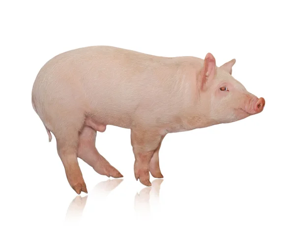 Cerdo que está representado en un fondo blanco — Foto de Stock