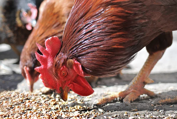 stock image Cock and hen