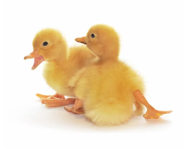 Two yellow ducklings — Stock Photo, Image