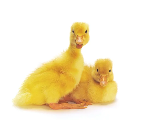 Två gula ungar — Stockfoto