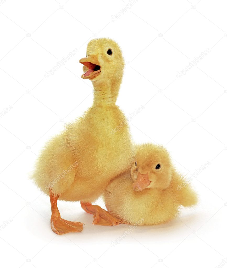 Two yellow ducklings