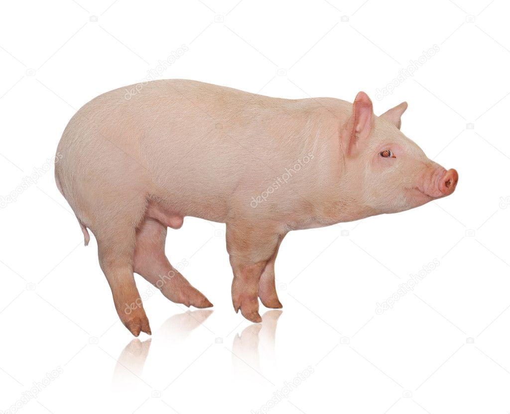 Pig who is represented on a white backgr