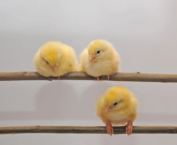 Tre polli — Foto Stock
