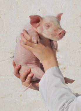 Pig in female hands clipart