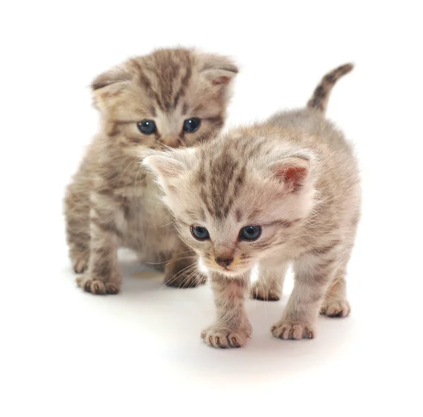 两个小小猫 — 图库照片