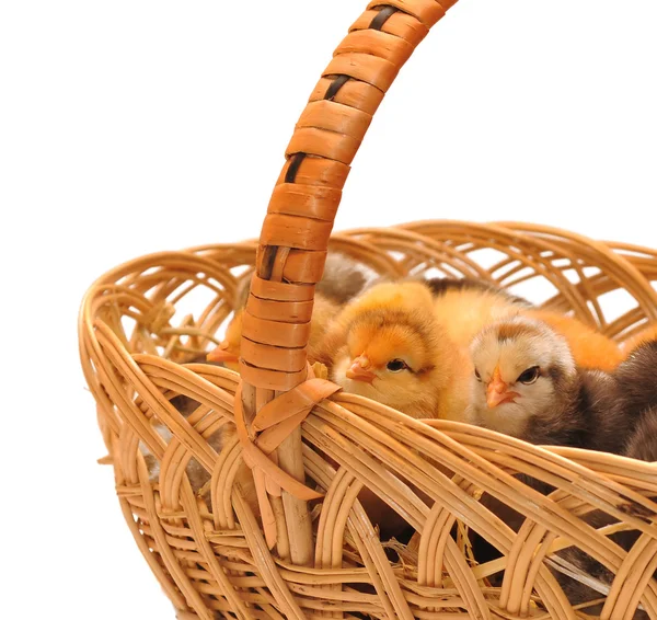 Kippen in een mand. — Stockfoto