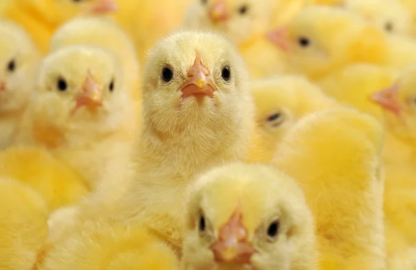 Gele kippen — Stockfoto