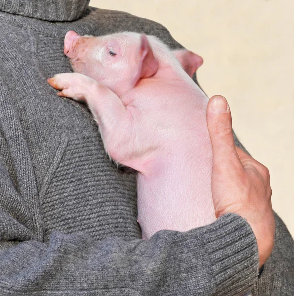 Small pig — Stock Photo, Image