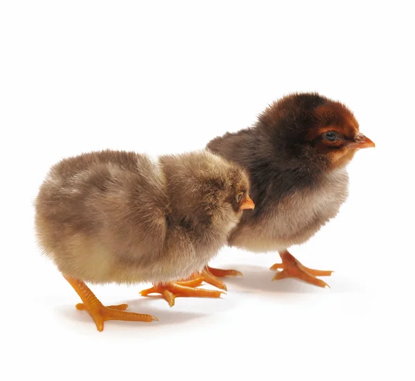 Duas galinhas escuras — Fotografia de Stock