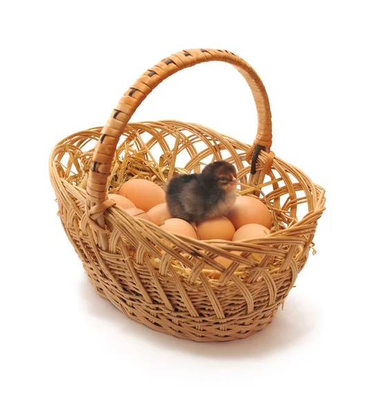 Kip in een mand — Stockfoto