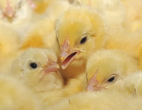 Tres pollos amarillos —  Fotos de Stock