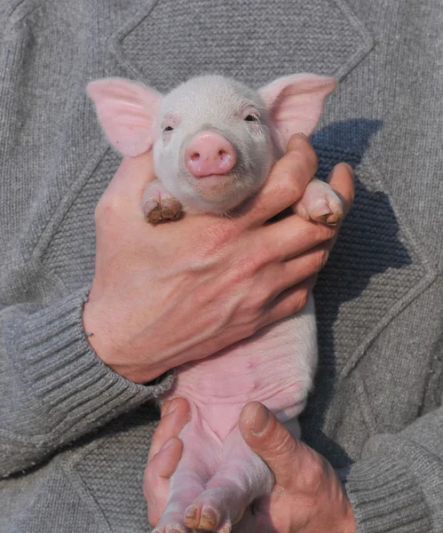 Small pig — Stock Photo, Image