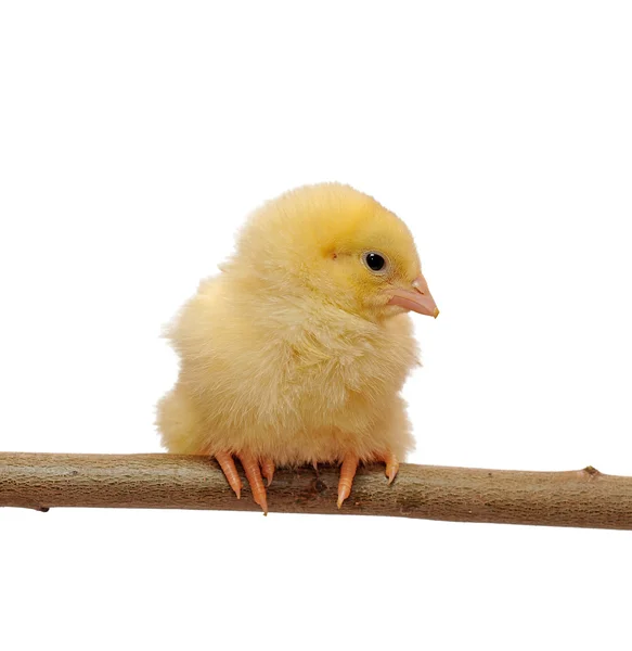 stock image Small yellow chicken