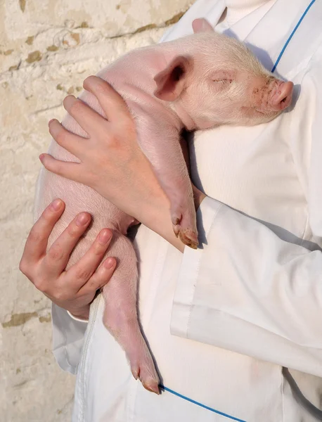 stock image Pig in female hands