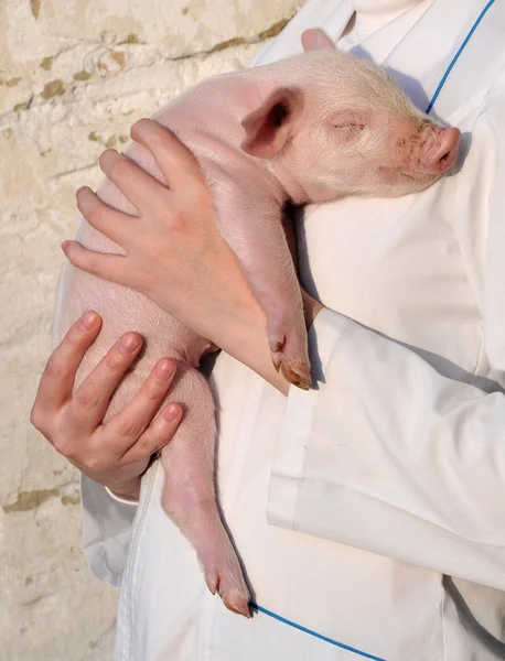 Stock image Pig in female hands