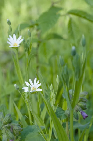 stock image White flowers